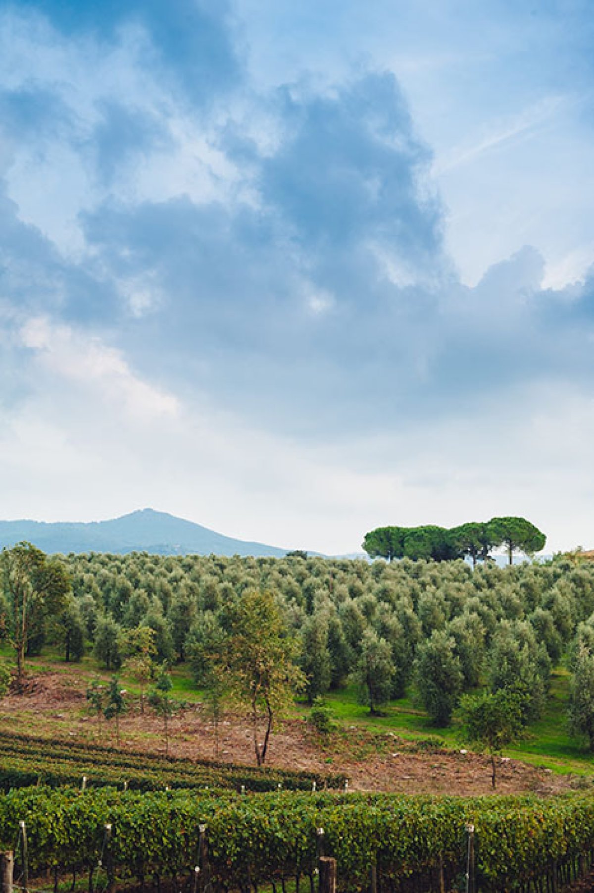 Paysage de campagne traditionnel en Toscane Italie