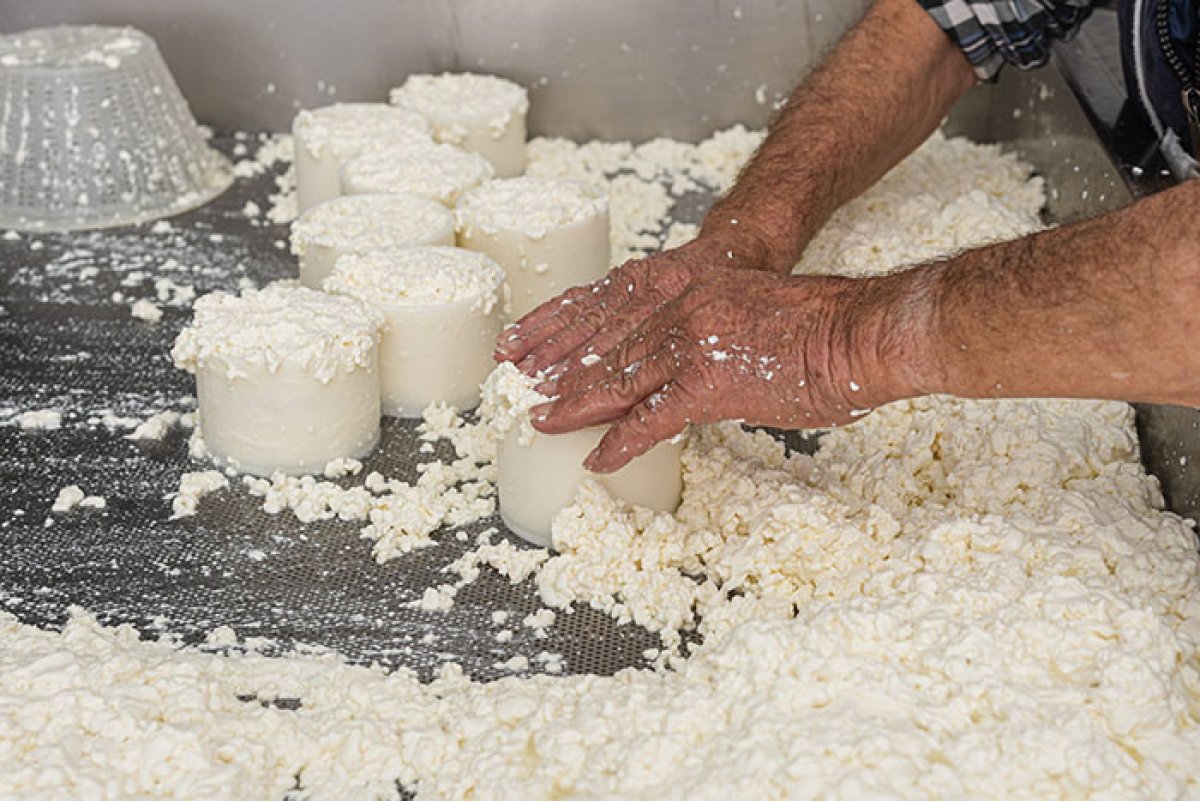 Fromager en action