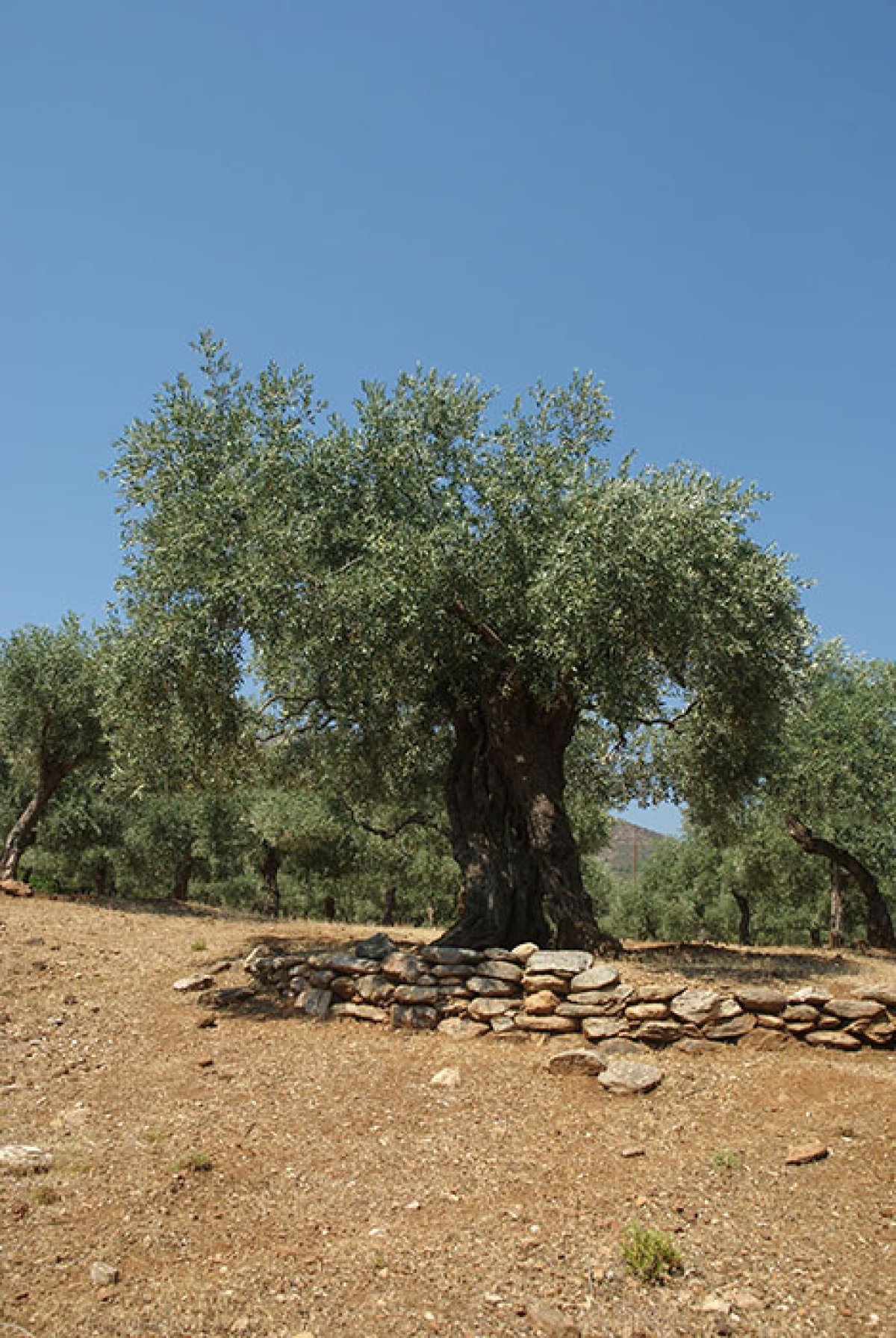 Olivier ile Thassos Grèce