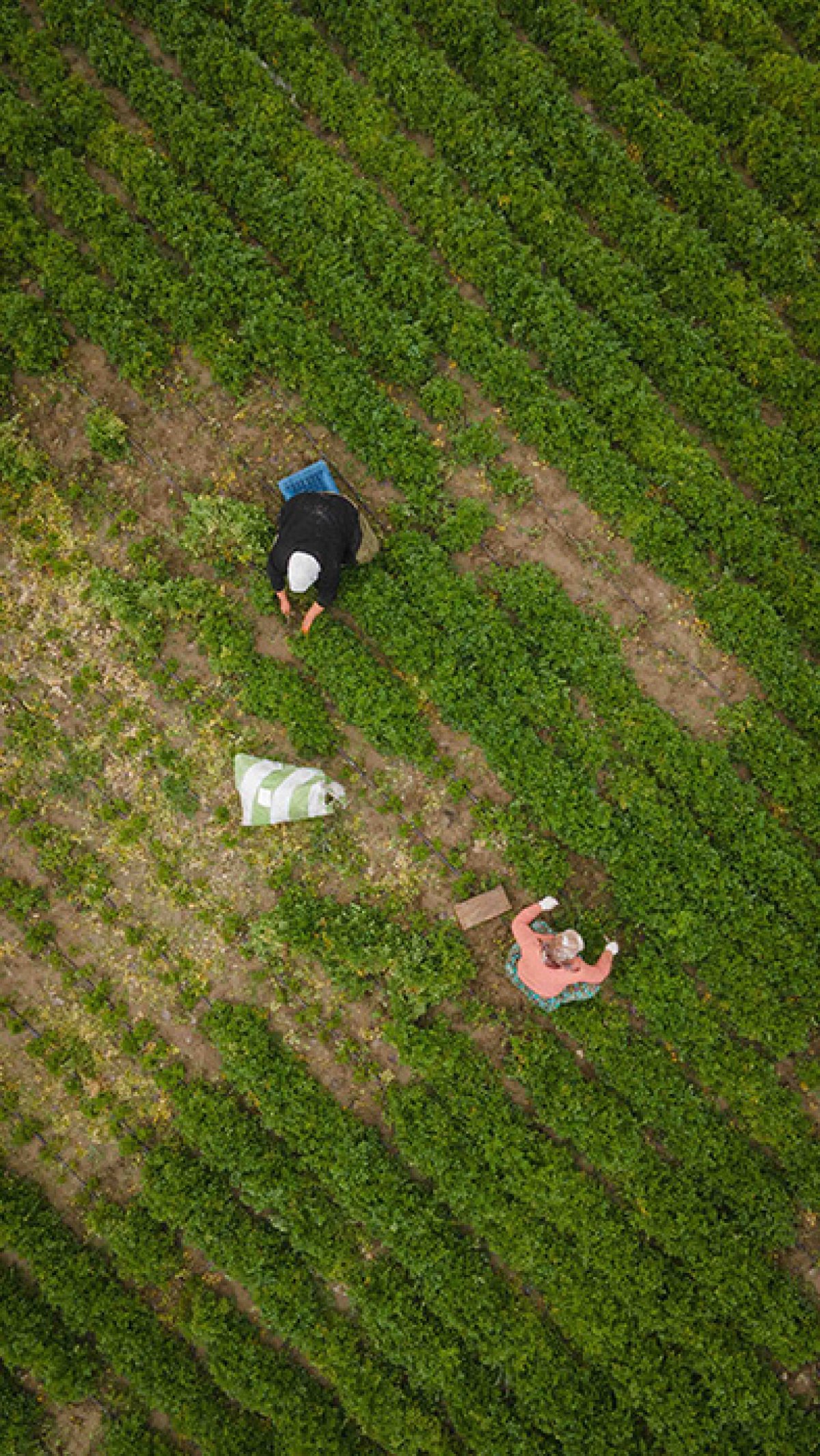 Agriculteurs