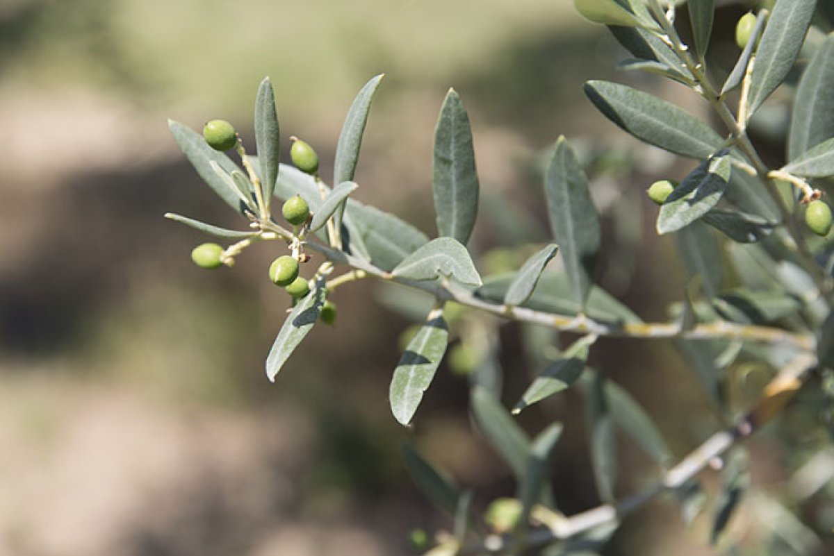 Olives en Europe