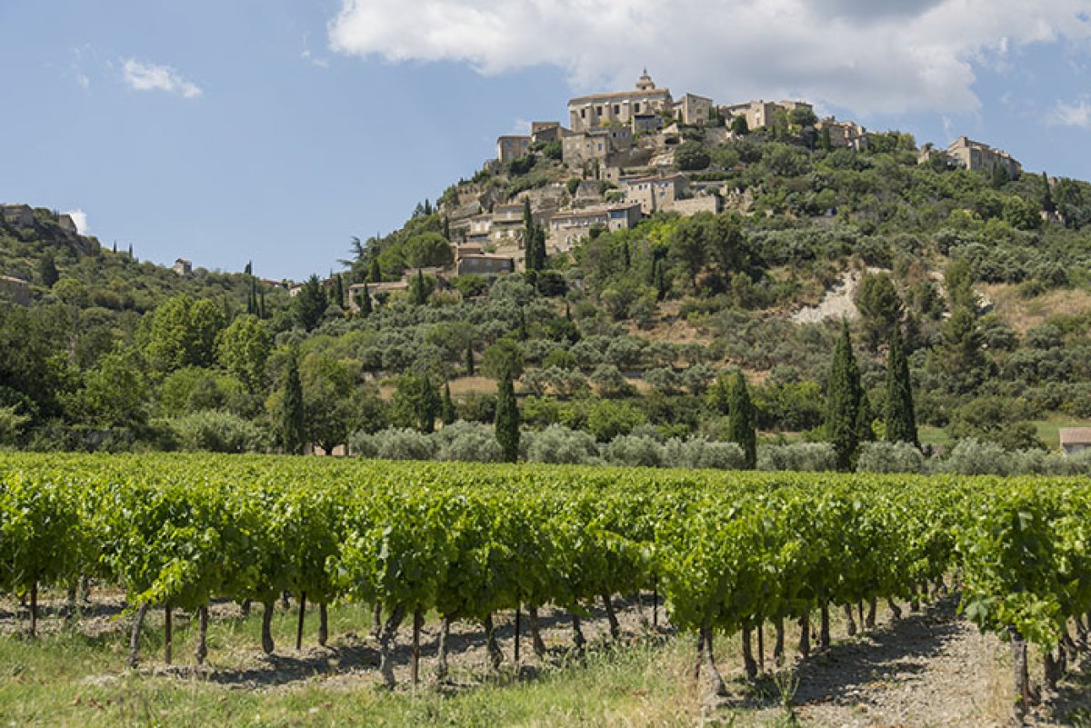 Vignes à Gordes