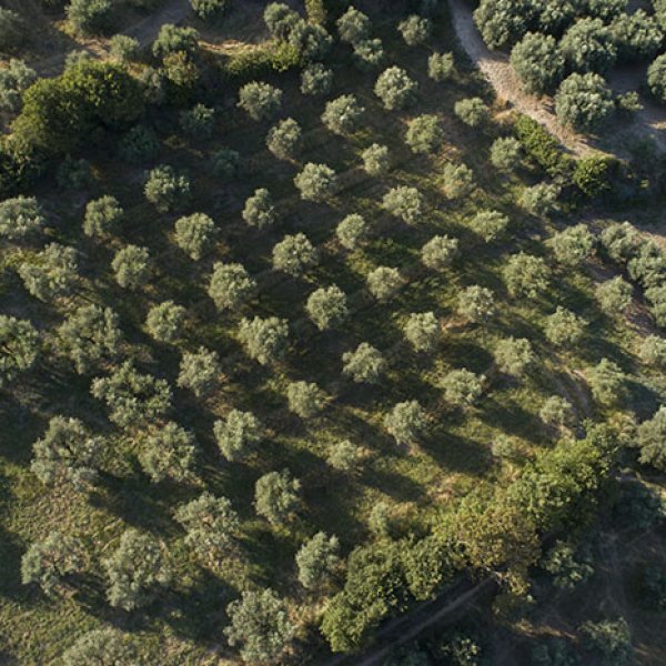 AOP Haute-Provence