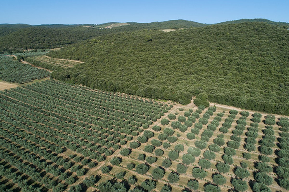 Terroir