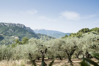Champ d'oliviers à Nyons