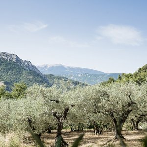 Champ d'oliviers à Nyons