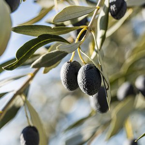 Olives noires de Nyons AOP