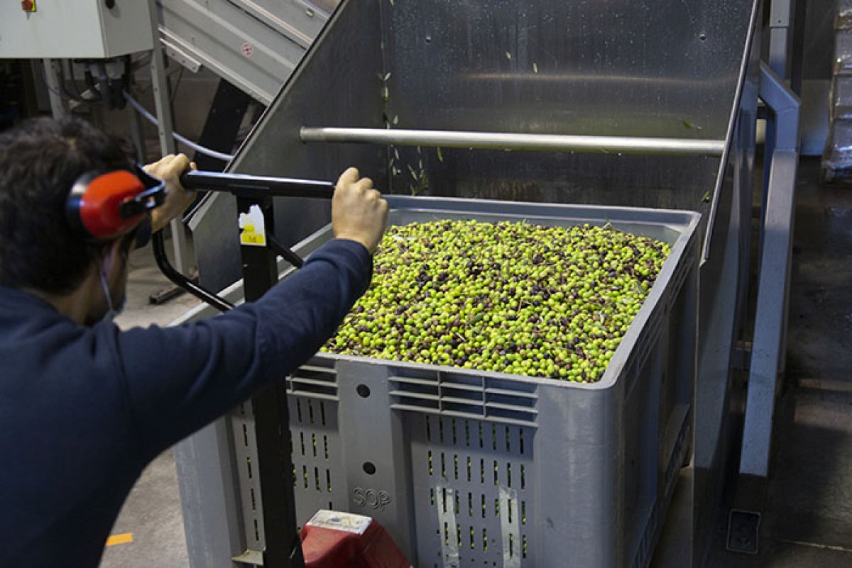 Palox d'olives au moulin