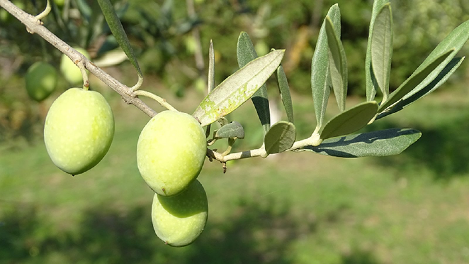 Variété Aglandau