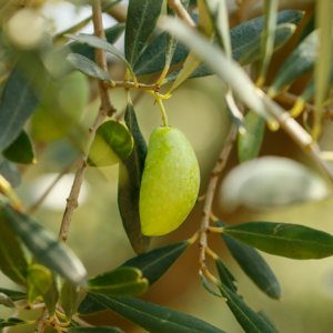 Variété Lucques - pour l'huile d'olive du Languedoc AOP