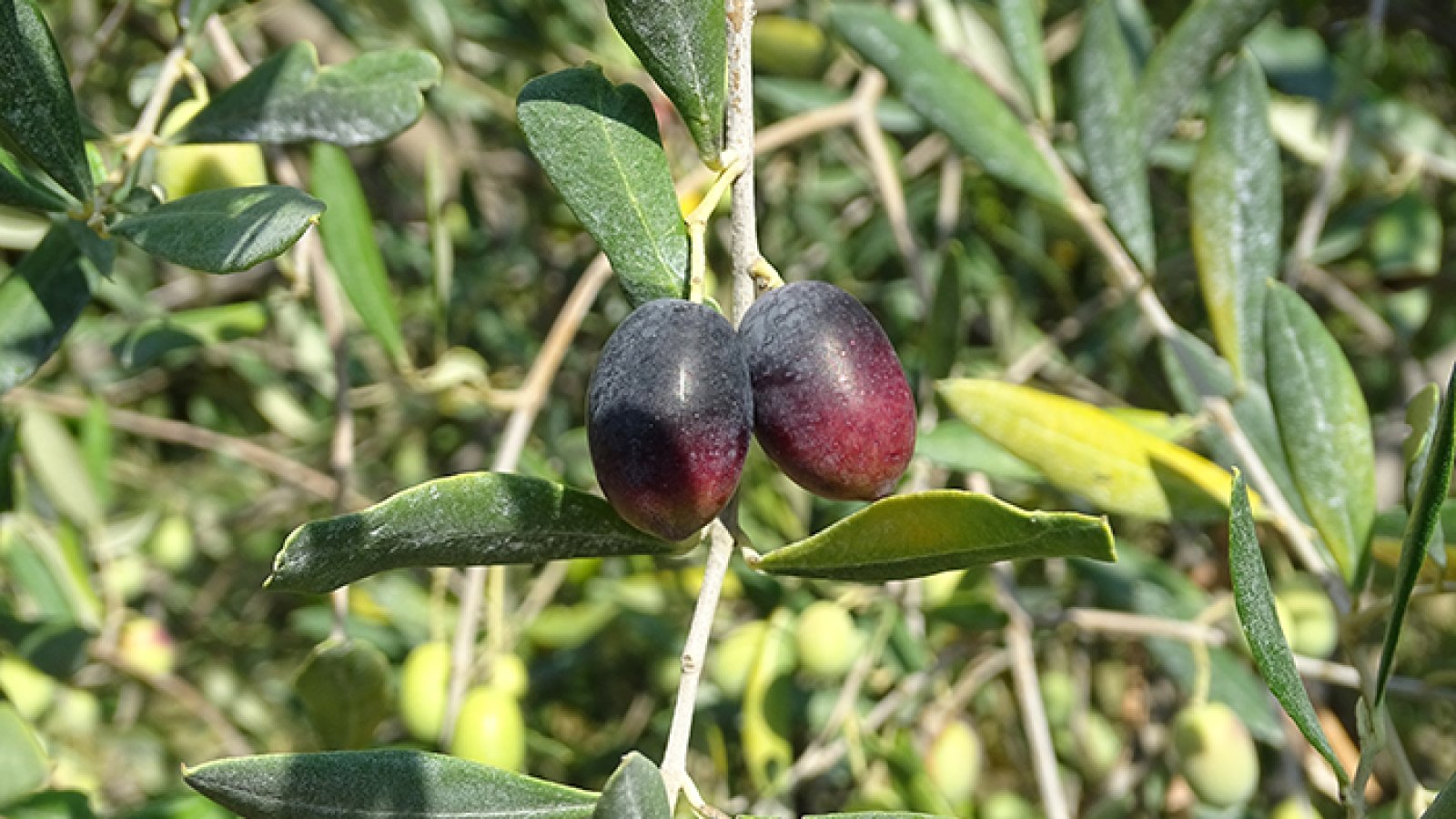 Variété Bouteillan