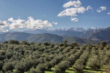Champ d'oliviers en Corse