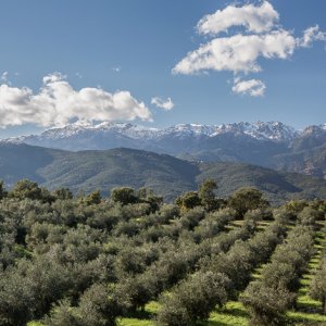 Champ d'oliviers en Corse