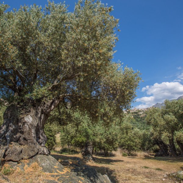 AOP Corse - Oliu di Corsica
