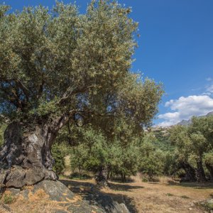 champ-oliviers-en-corse-avec-village-syndicat.jpg