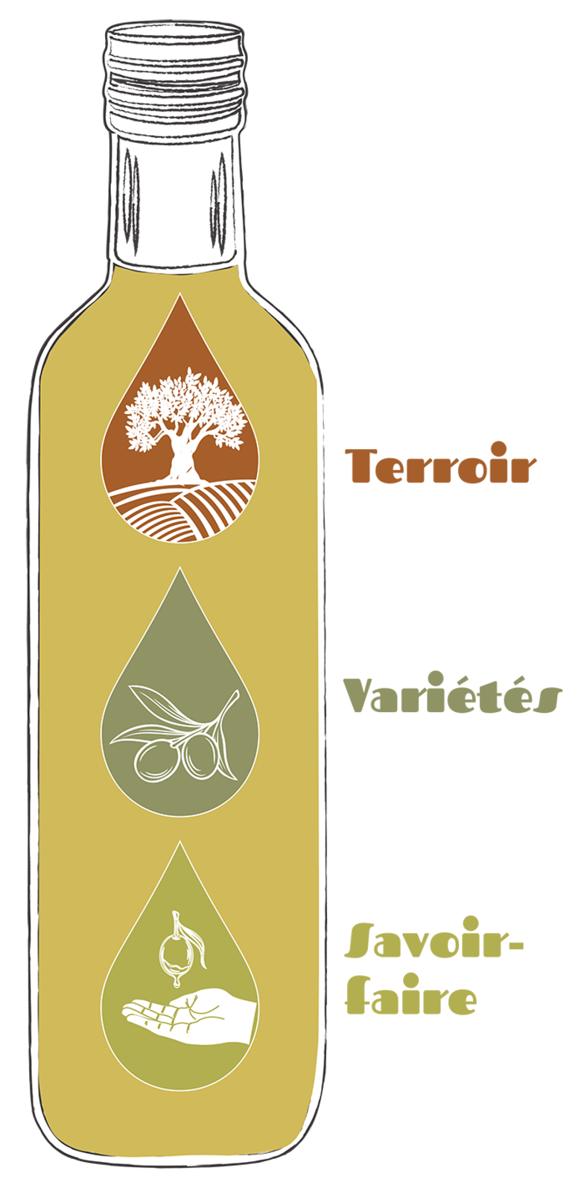 Le profil aromatique d'une huile d'olive dépend : de la ou des variétés d'olives, du terroir et des savoir-faire.