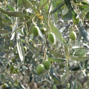 Variété Olivière - huile d'olive du Languedoc AOP