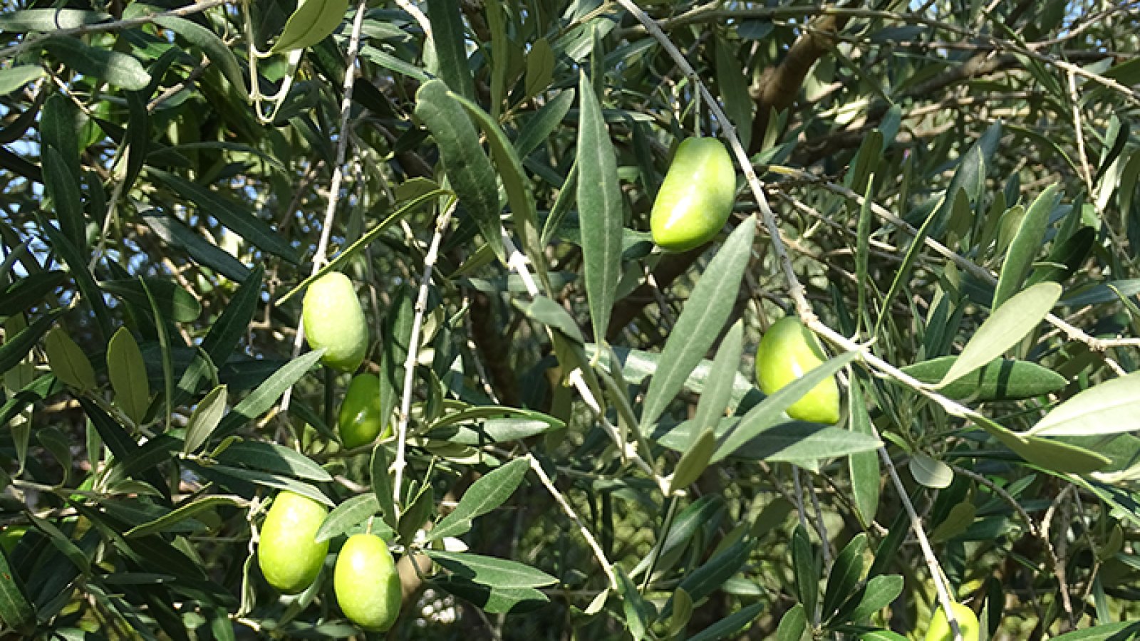 Variété Lucques