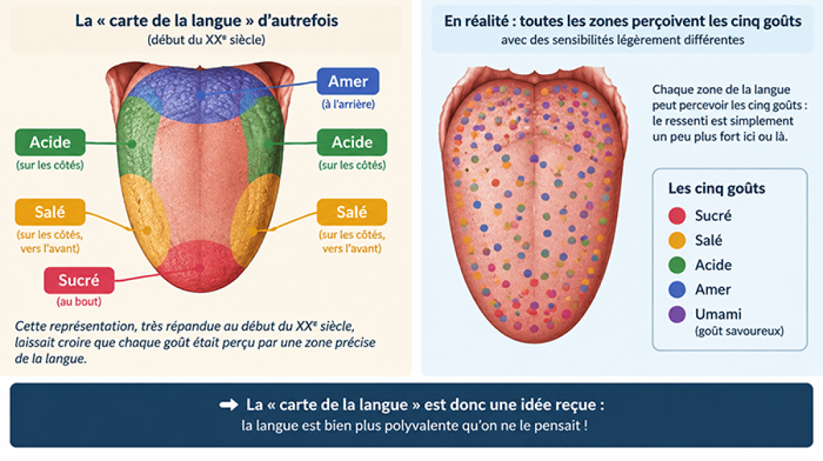 La cartographie traditionnelle des goûts sur la langue est fausse... Les récepteurs des différents goûts sont plus éparpillés que l'indiquait la carte de la langue au XX° siècle.