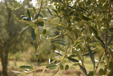 olive_cailletier-aop-nice-E-Lacroix.jpg