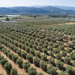Oliveraie de l'AOP Huile d'olive de Haute-Provence