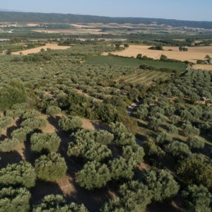 Oliveraie de l'AOP Huile d'olive de Haute-Provence