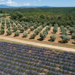 Oliveraie de l'AOP Huile d'olive de Haute-Provence