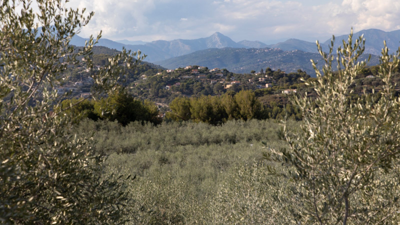Oliveraie des Alpes-Maritimes - AOP Nice avec montagnes