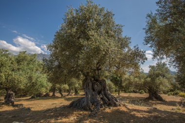 Oliviers séculaires en Corse