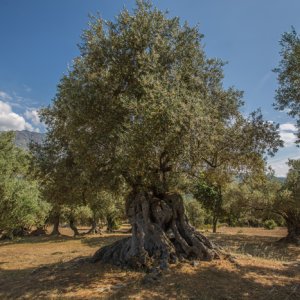 Oliviers séculaires en Corse