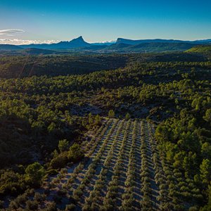 Champ d'oliviers avec vue sur Pic St Loup