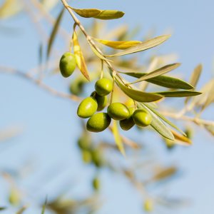 Picholine
