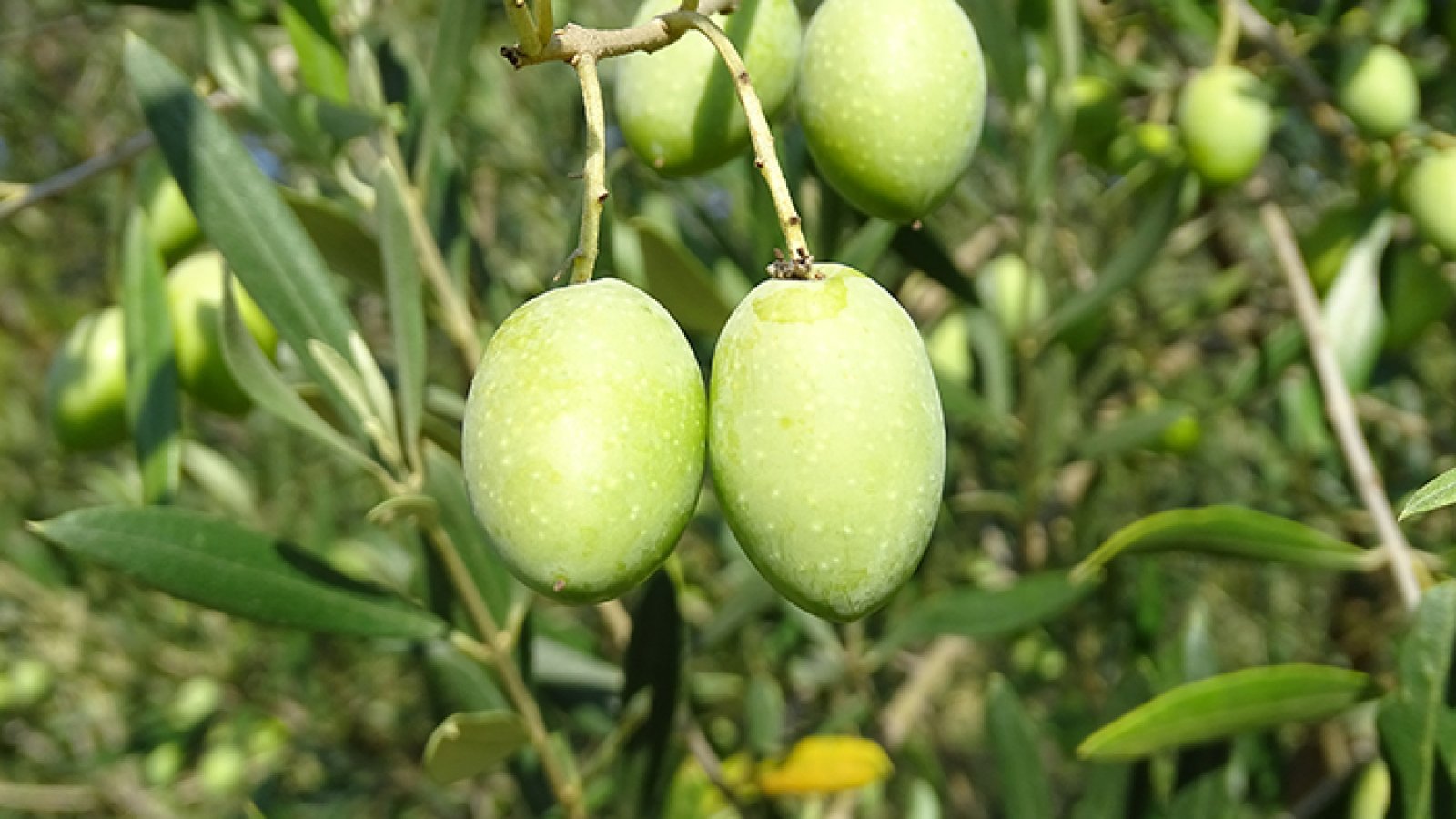 Variété Picholine
