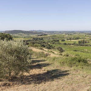 Champ d'oliviers aux alentours de Nîmes