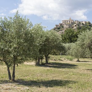 Champ d'oliviers à Gordes
