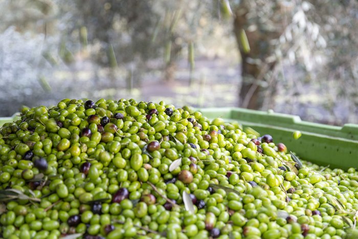 La récolte des olives à huile