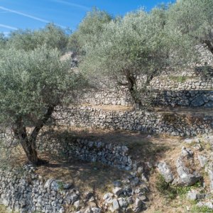 Restanques de l'AOP Nice avec murets en pierre