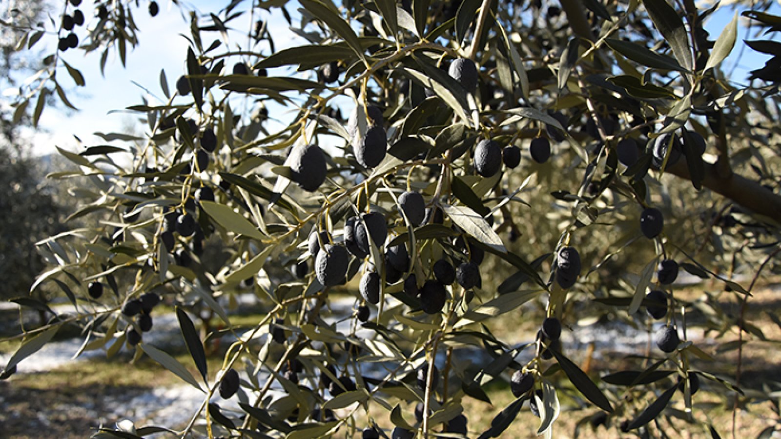 Variété Tanche