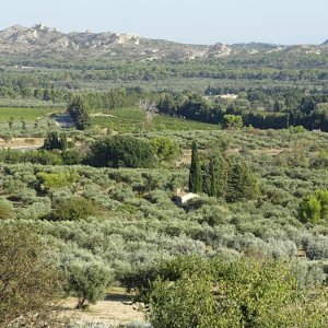 Oliveraies de la Vallée des Baux de Provence AOP