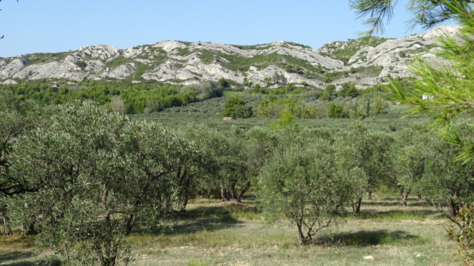 Oliveraies de la Vallée des Baux de Provence AOP