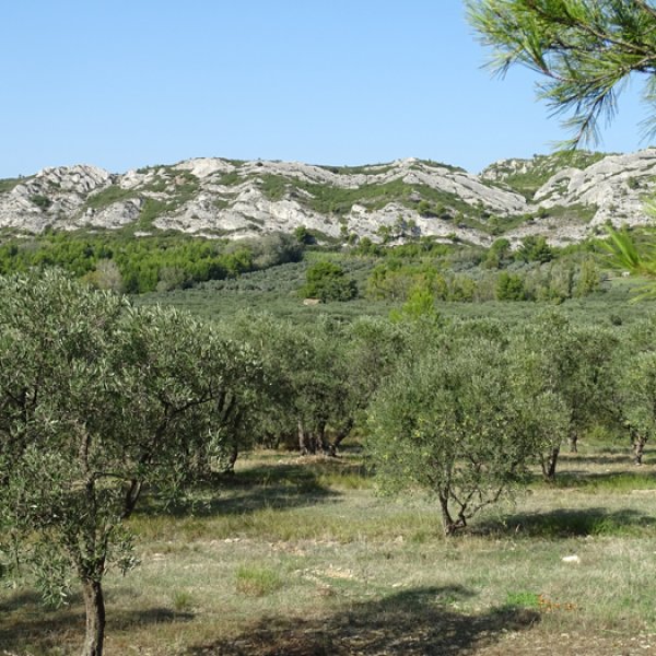 AOP Vallée des Baux-de-Provence