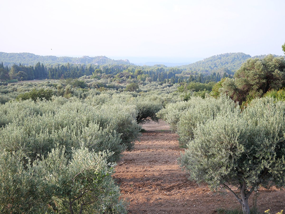 Champs d'olives - Les Baux-de-Provence
