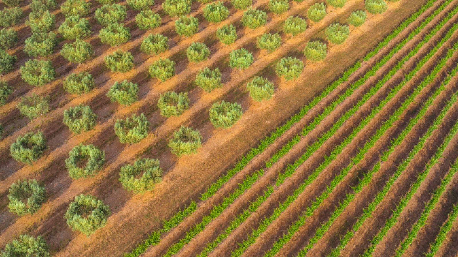 Oliveraie de l'AOP huile d'olive du Languedoc