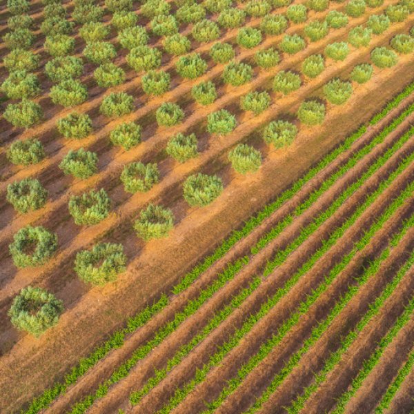 AOP Languedoc